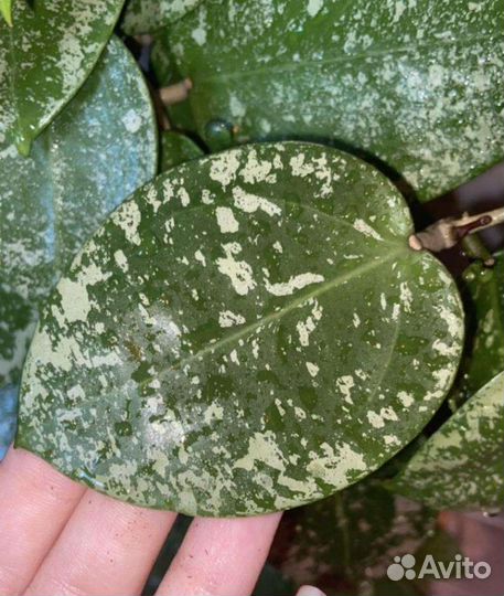 Хойя акута 673