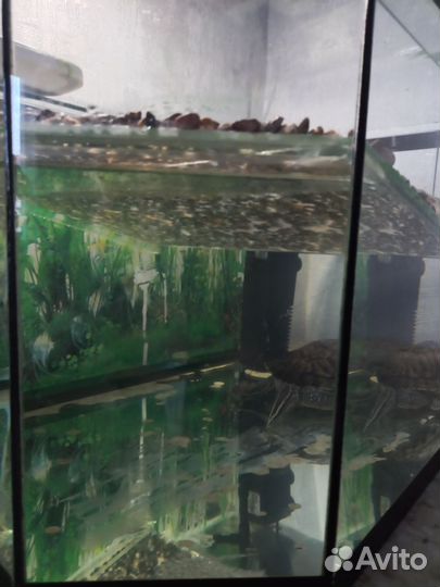 Аквариум для черепах 50 литров