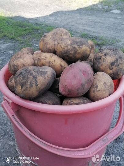 Продам картофель домашний