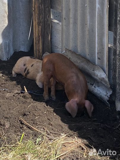 Поросята
