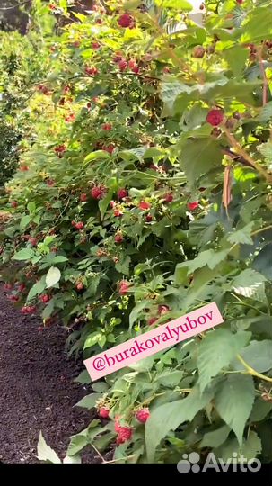 Саженцы малины