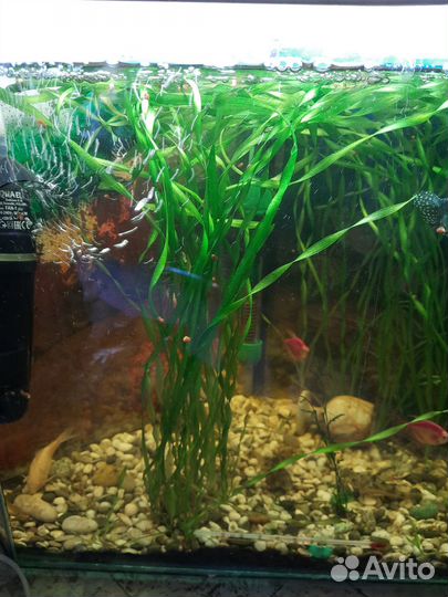 Продам растения для аквариума