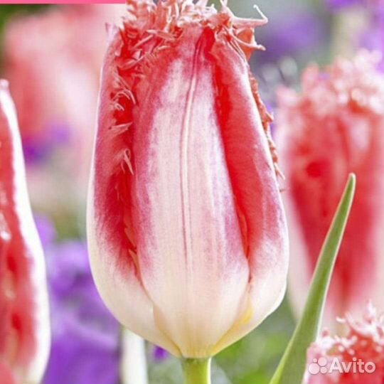 Луковицы тюльпанов