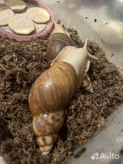 Улитки ахатины