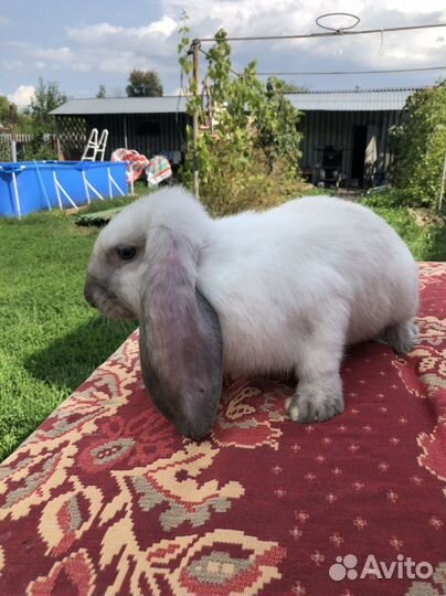 Французский баран чистопородные