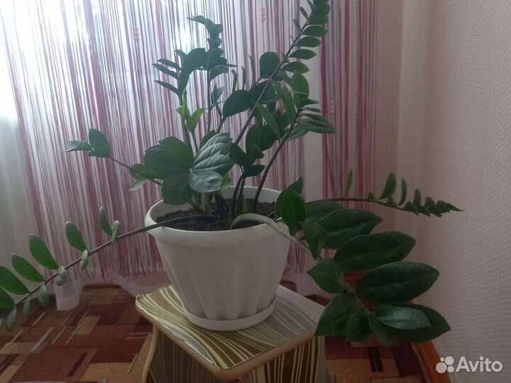 Замиокулькас