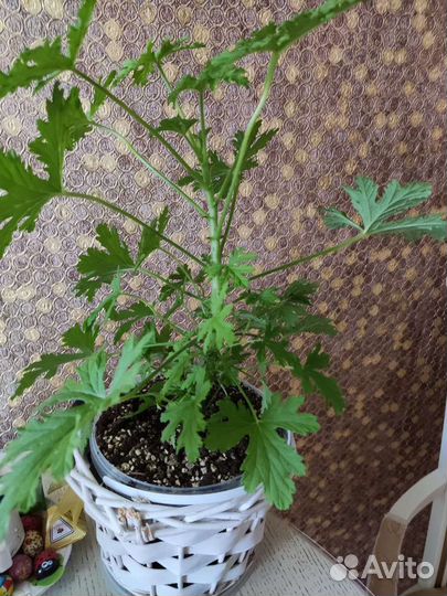 Комнатные цветы разные в горшках