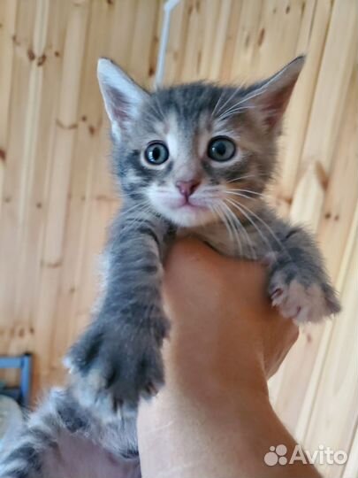 Очаровательные котята