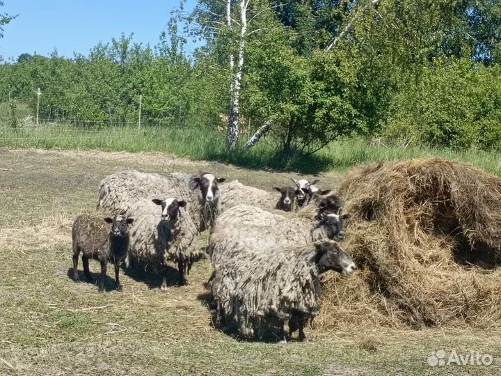 Романовские овцы