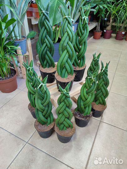 Сансевиерия Цилиндрика