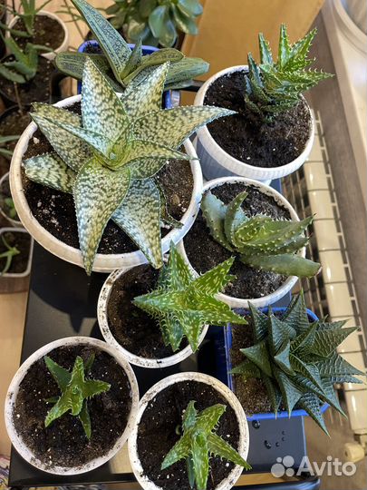 Комнатные растения