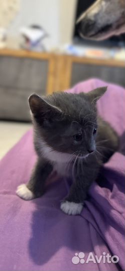 Котенок-девочка от домашней умной кошки