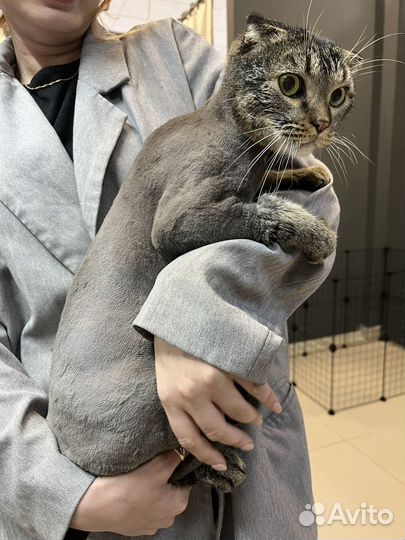 Стрижка котов груминг