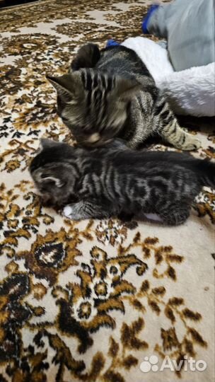 Шотландские котята