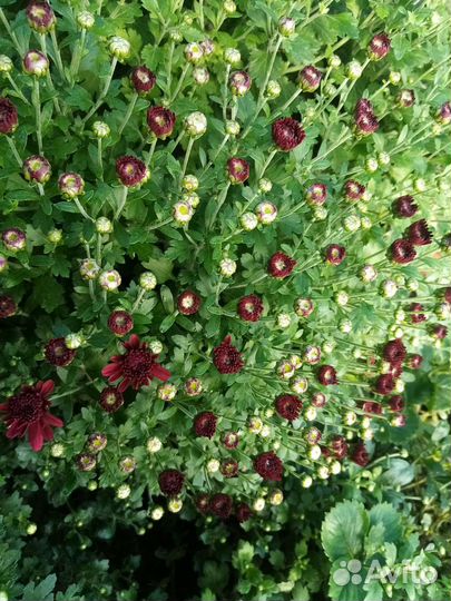 Хризантемы мультики