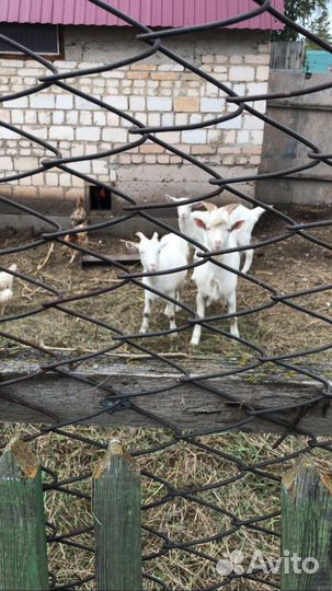 Продаются козлик и две козочки