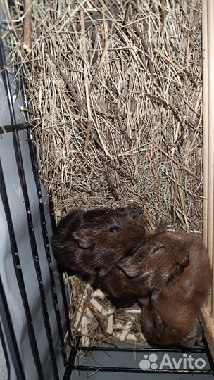 Морская свинка