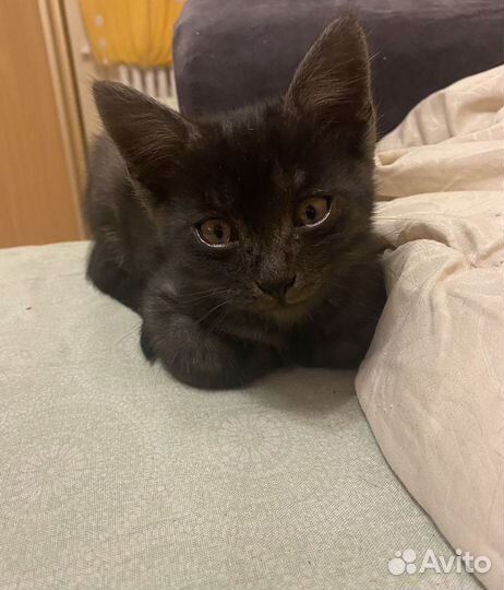 Котенок в добрые руки бесплатно