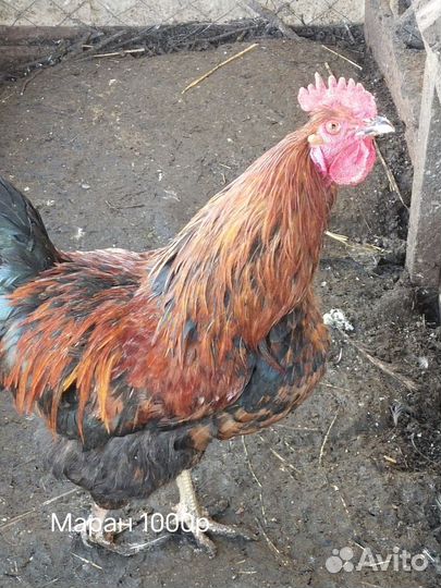 Курочки- молодки и петушки, ия лакендази, утки