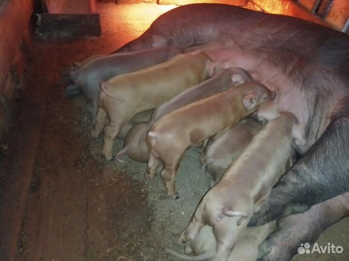 Поросята дюрок