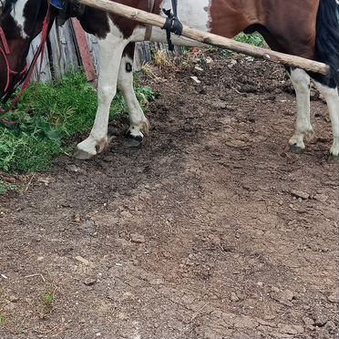 Лошадь