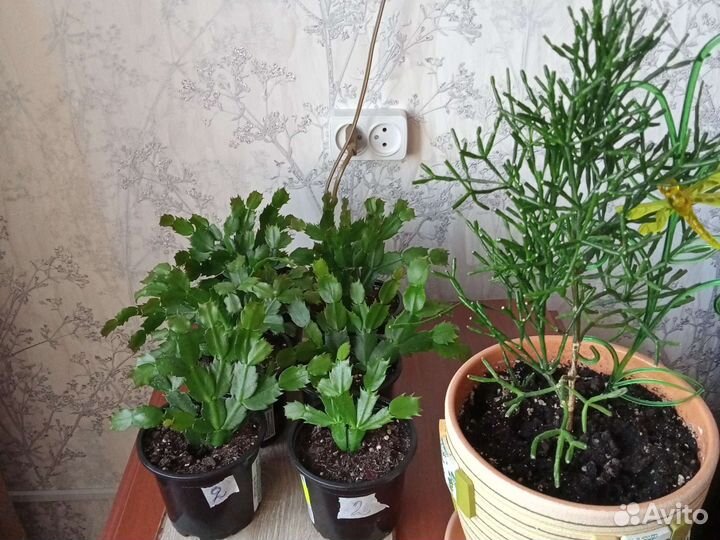 Шлюмбергер - двух видов цветов