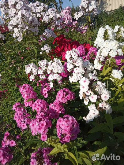 Флоксы, Лилии, Аквилегия