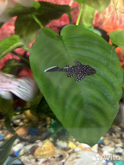 Анциструс звездчатый