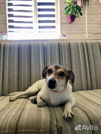 Маленькая собачка Мия 2 года