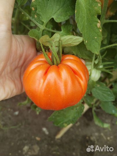 Вкусные домашние помидоры