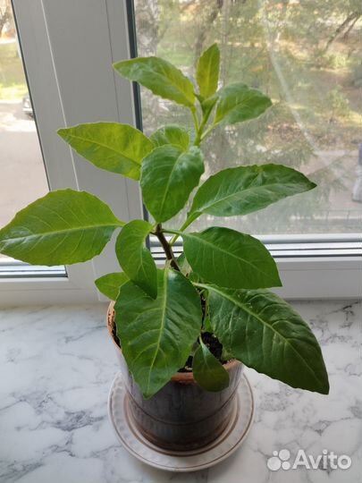 Джинура, листья Бога, шпинат