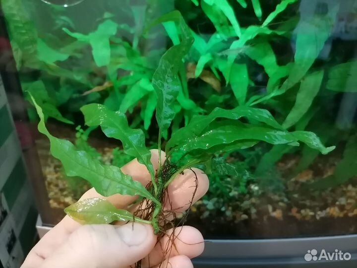 Папоротник таиландский (Microsorum pteropus)
