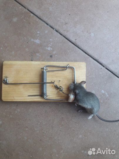 Мышеловка-Крысоловка