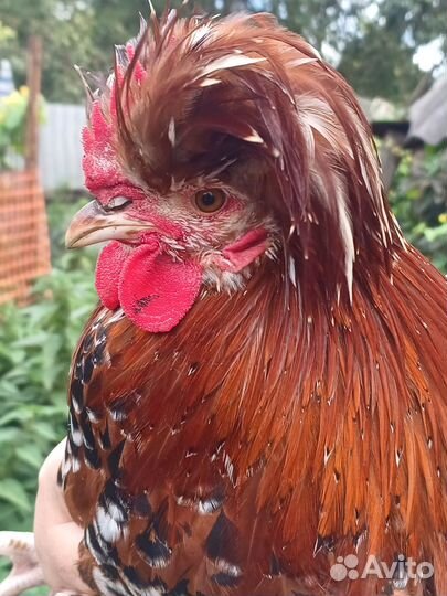 Молодые петушки