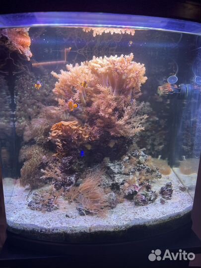 Морской аквариум с рыбками