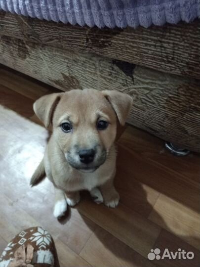 Отдам щенка в хорошие руки