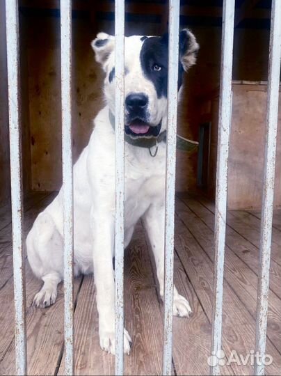 Собака алабай