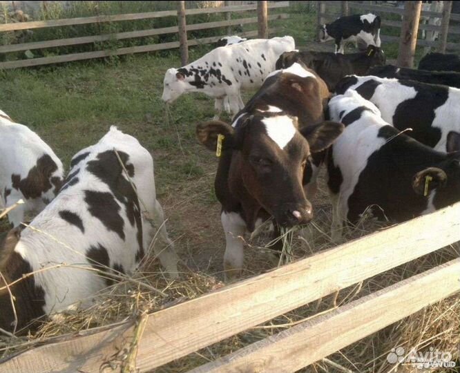 Бычки на откорм