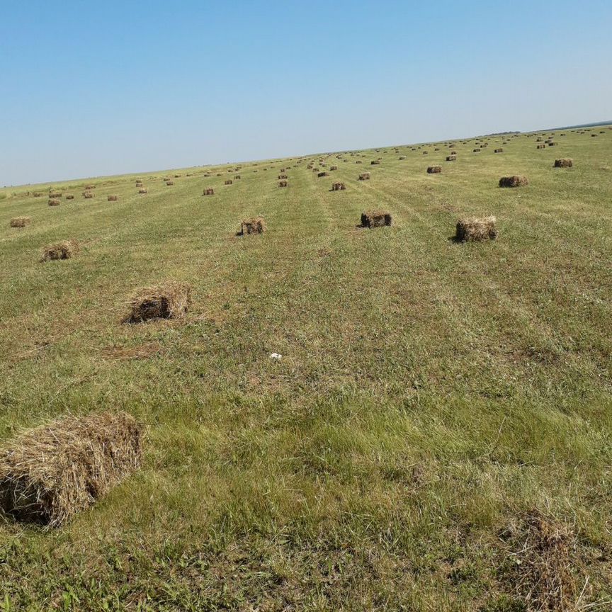 Сено люцерны в тюках