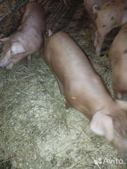 Поросята дюрок