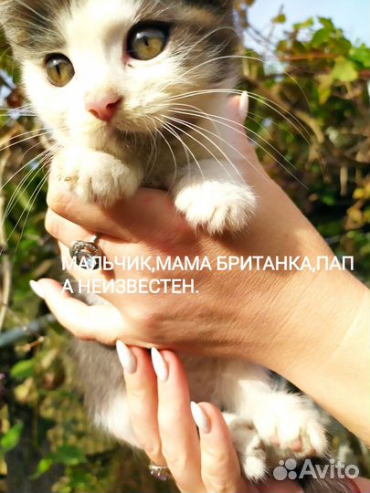 Отдам бесплатно