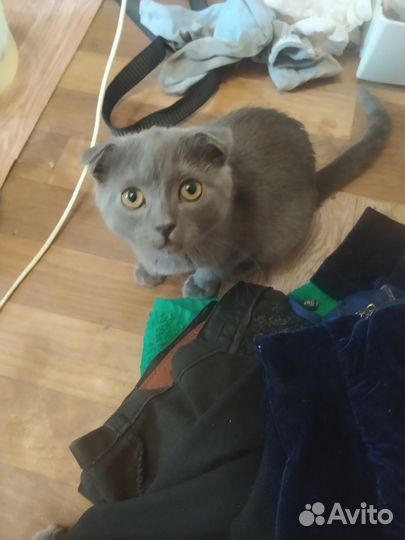 Кошка