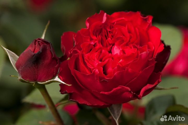 Роза травиата