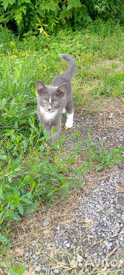 Котята в добрые руки приучены к лотку