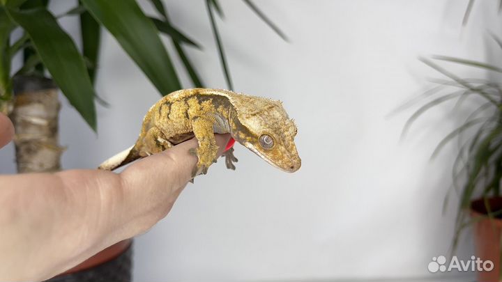 Бананоед Extrim самка