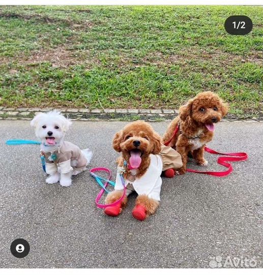 Мальтипу red brown