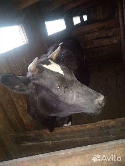 Коровы и телки стельные