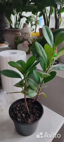 Фикус микрокарпа