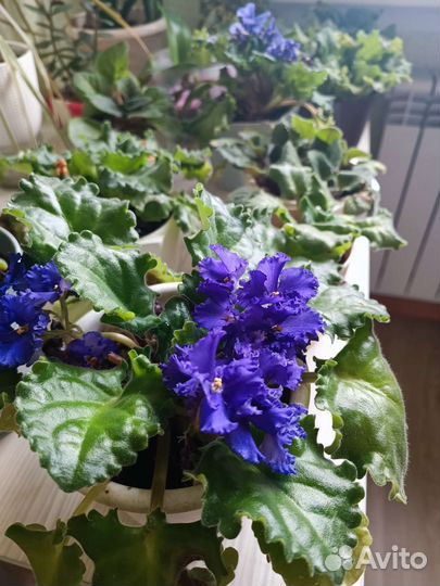 Фиалки цветущие в горшке обмен