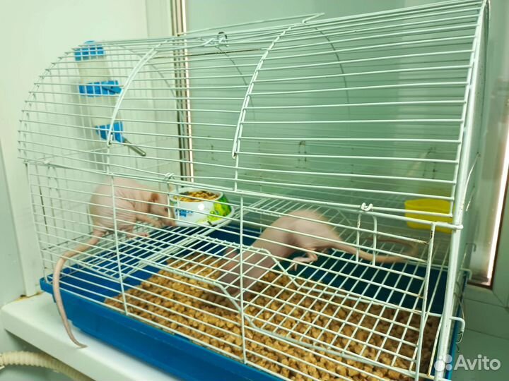 Крыса сфинкс